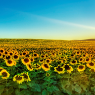 sunflowerbkgd